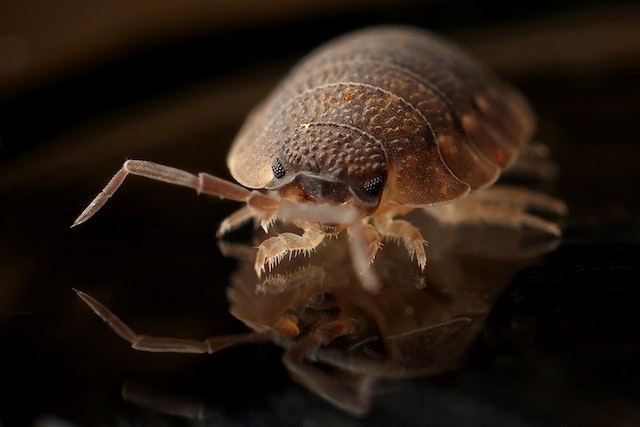 How to Protect Your Home from Bed Bugs photo