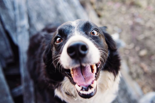  A close-up of a happy border collie