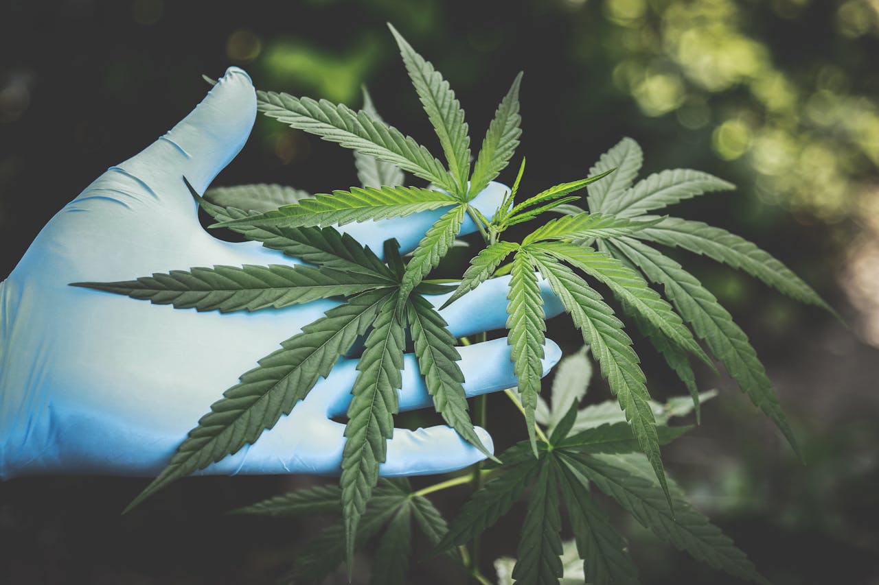 A person wearing gloves holding a cannabis plant.